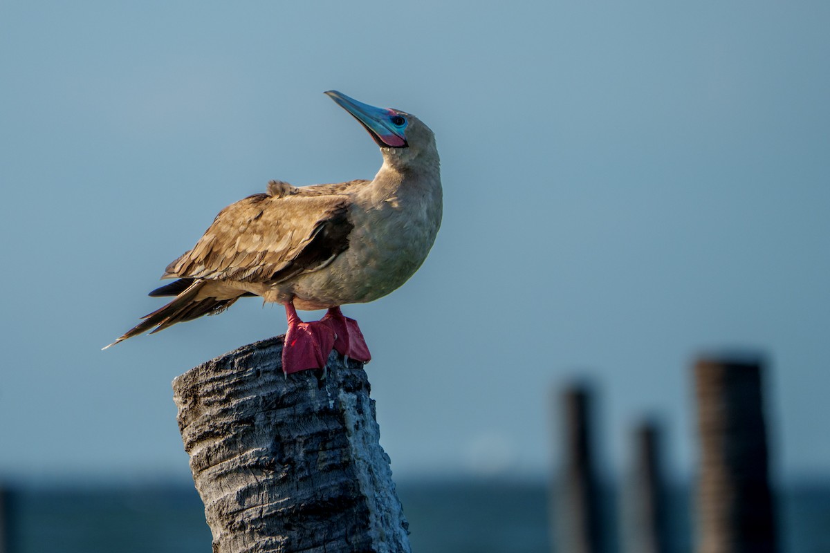 Red-footed Booby (Indopacific) - ML639818250