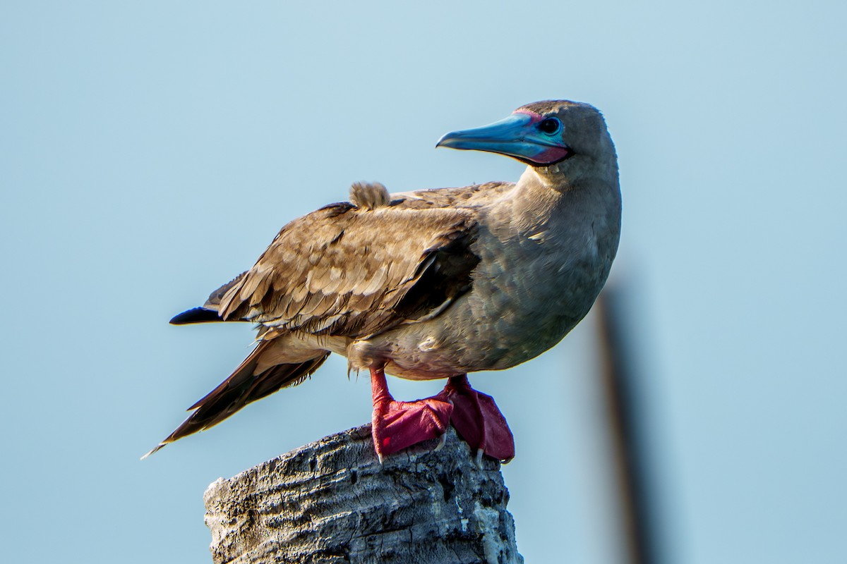 Red-footed Booby (Indopacific) - ML639818251