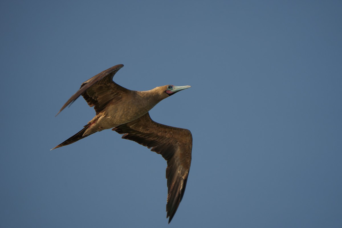 Red-footed Booby (Indopacific) - ML639818257