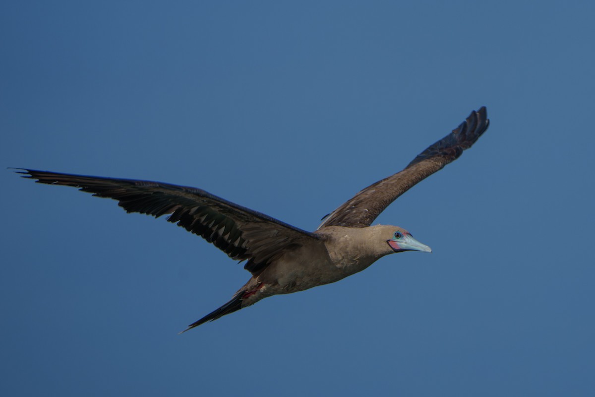 Red-footed Booby (Indopacific) - ML639818259