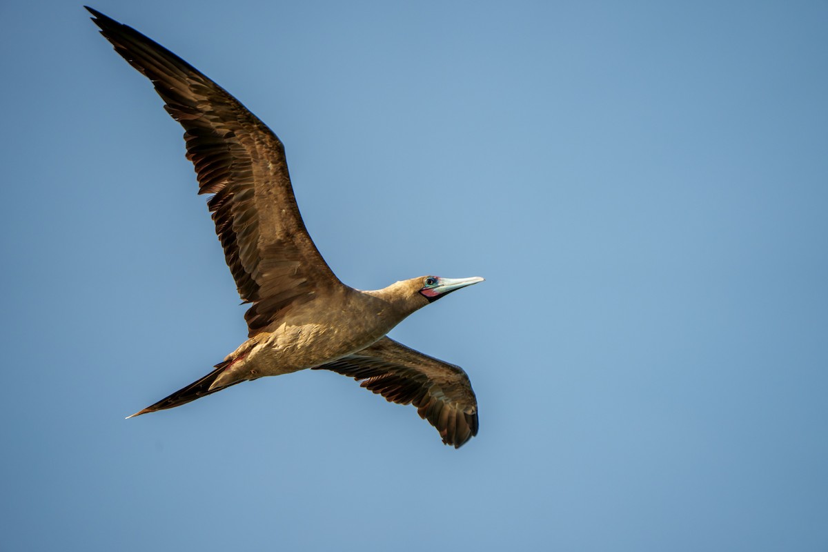 Red-footed Booby (Indopacific) - ML639818260