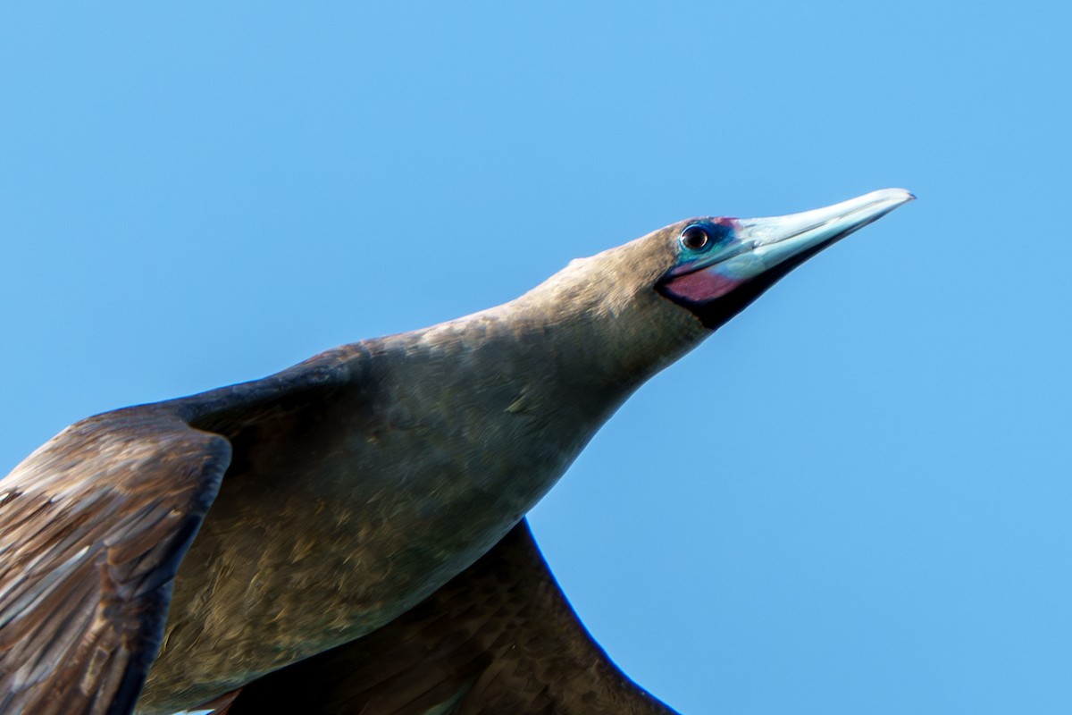 Red-footed Booby (Indopacific) - ML639818261