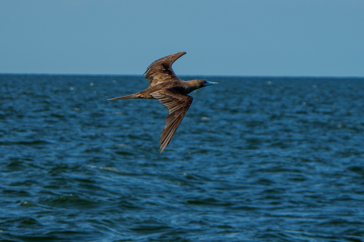 Red-footed Booby (Indopacific) - ML639818262