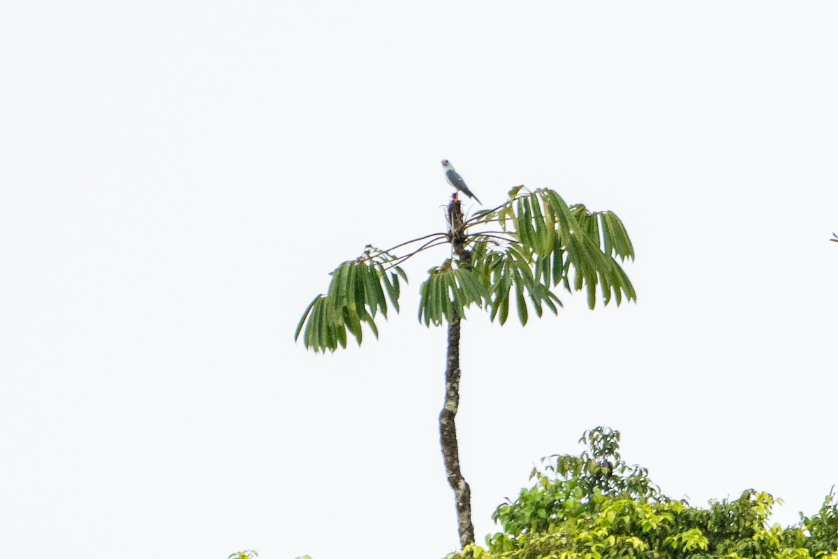 Gray-headed Goshawk - ML639818273