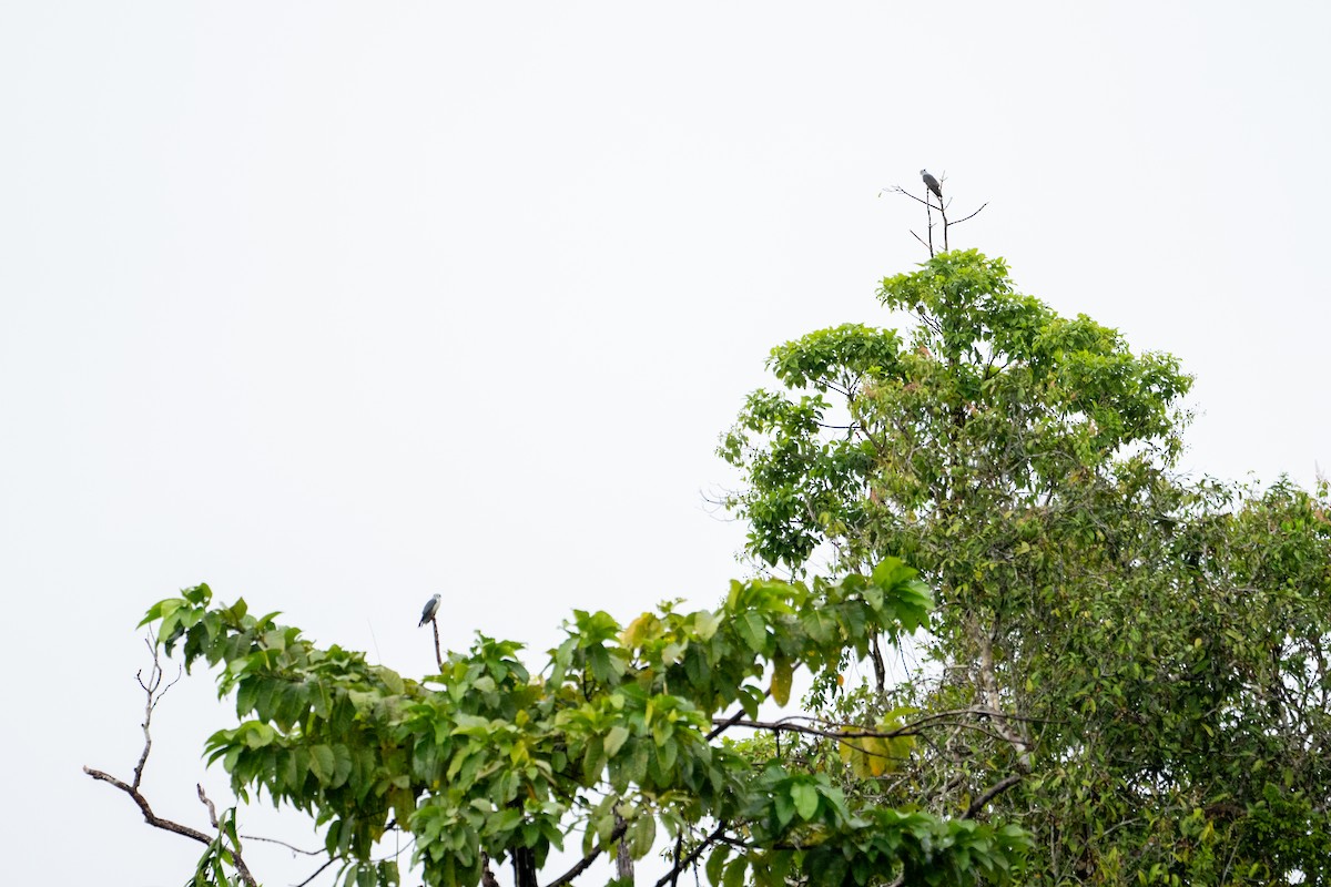 Gray-headed Goshawk - ML639818274