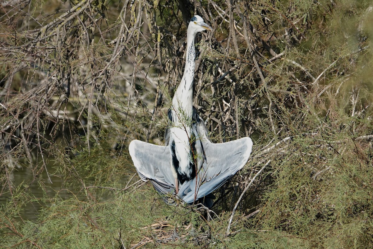 Gray Heron - ML639818300