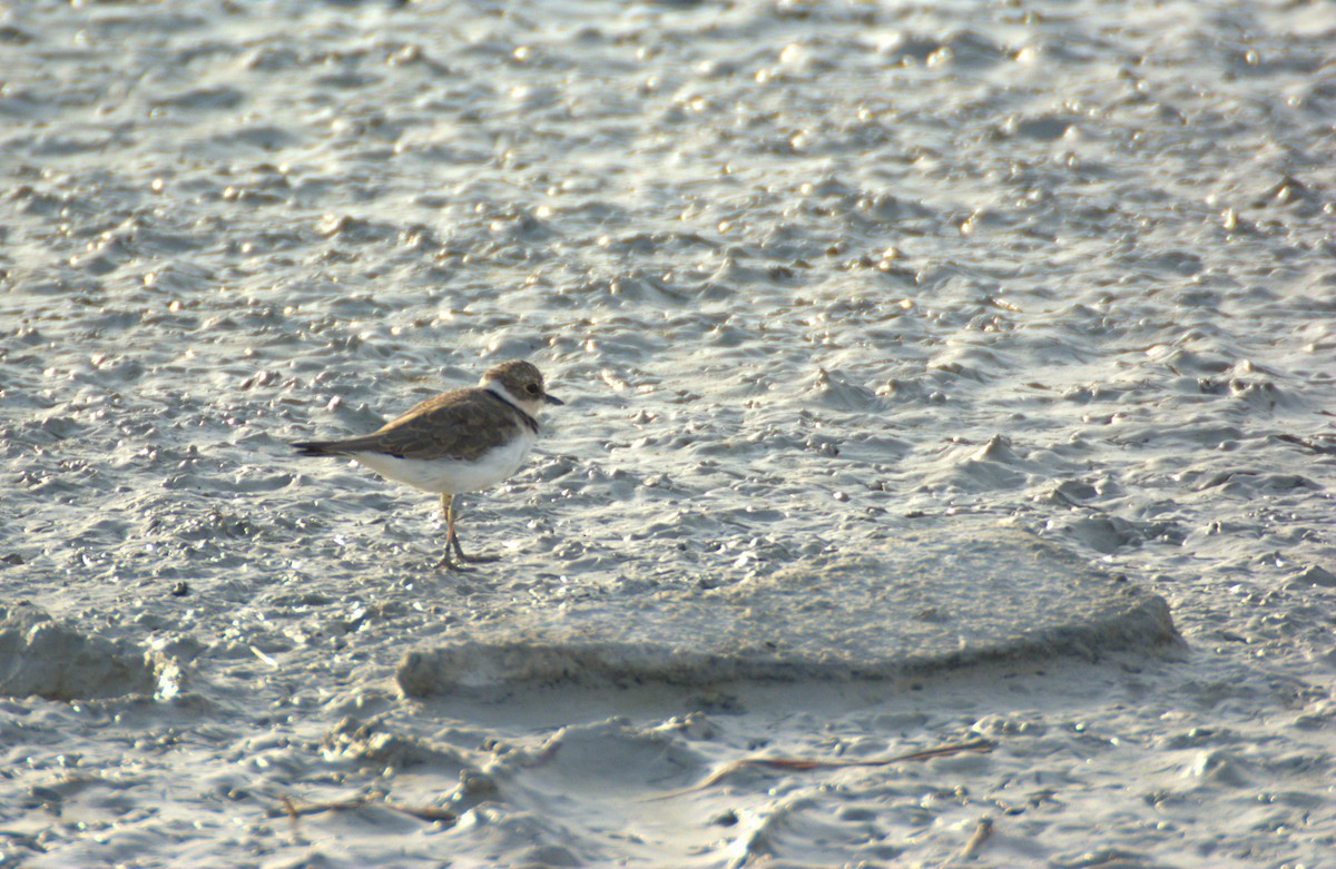 Little Ringed Plover - ML639818433