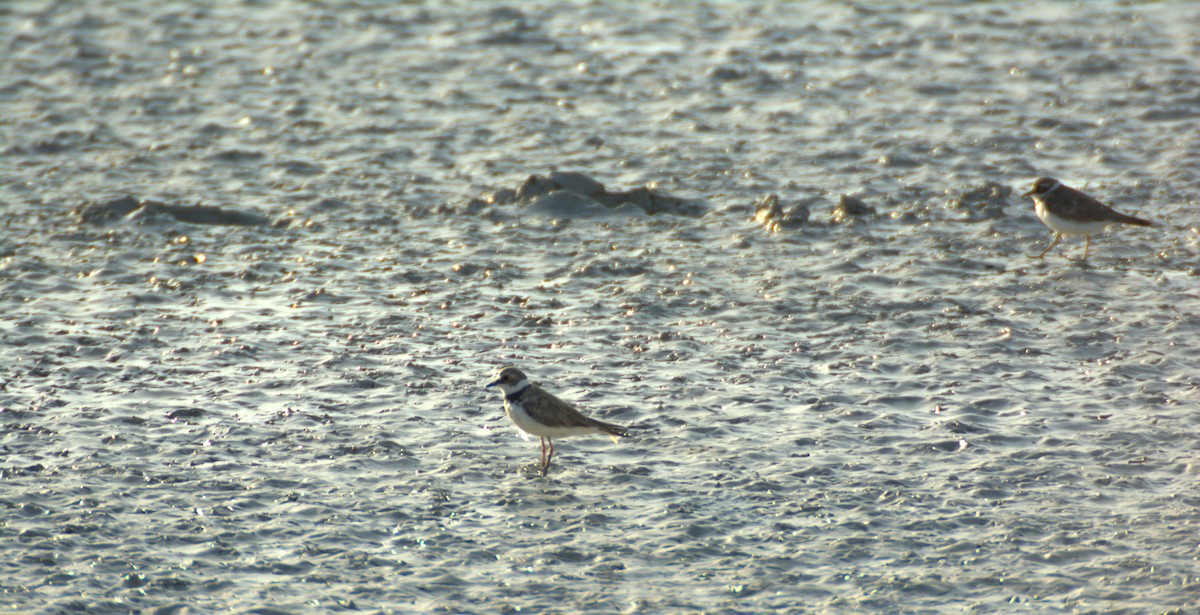 Little Ringed Plover - ML639818434