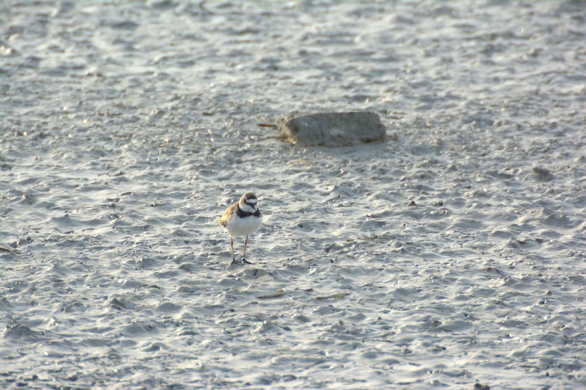 Little Ringed Plover - ML639818435
