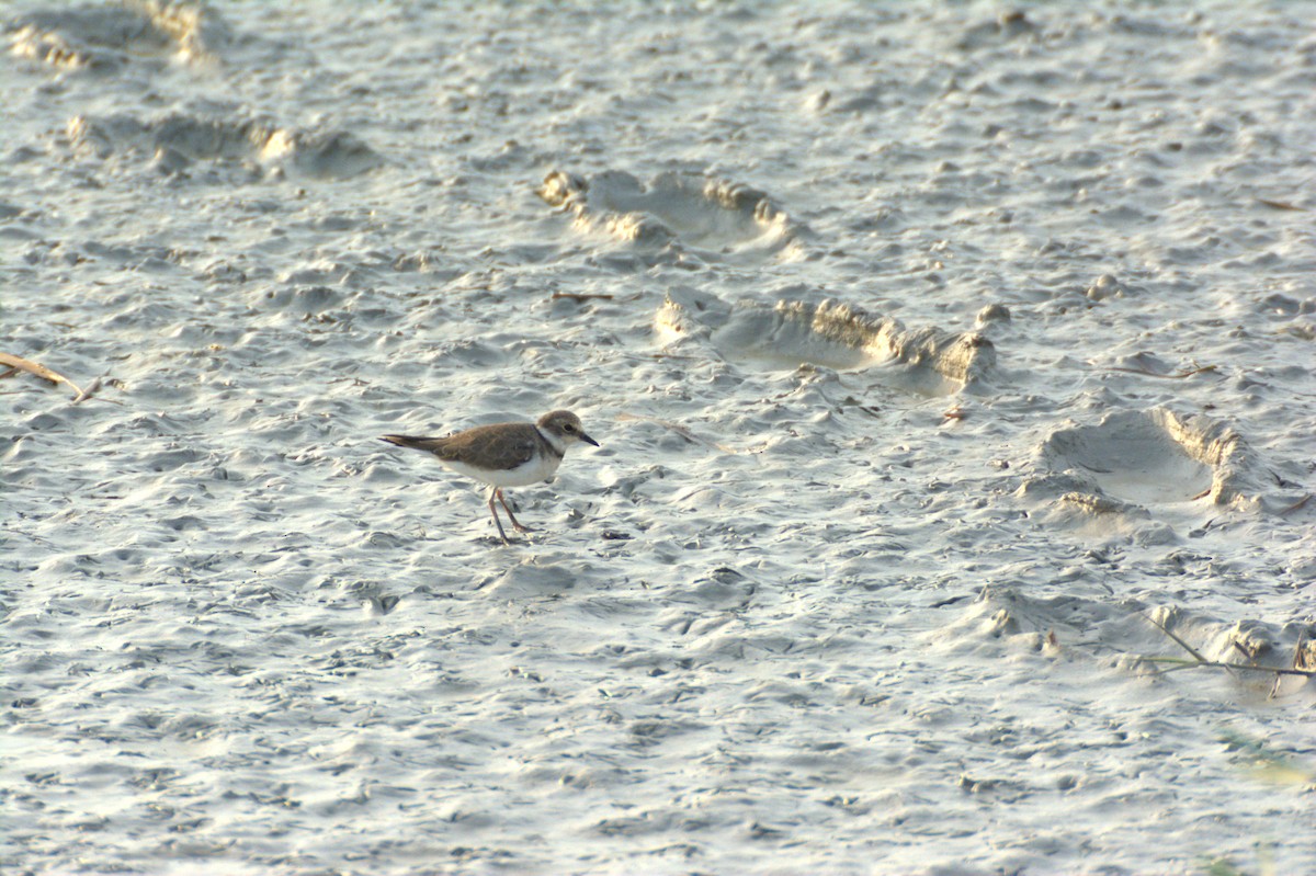 Little Ringed Plover - ML639818436