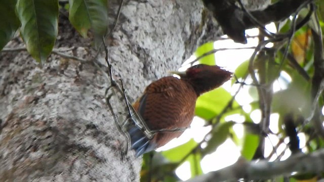 Waved Woodpecker - ML639818474