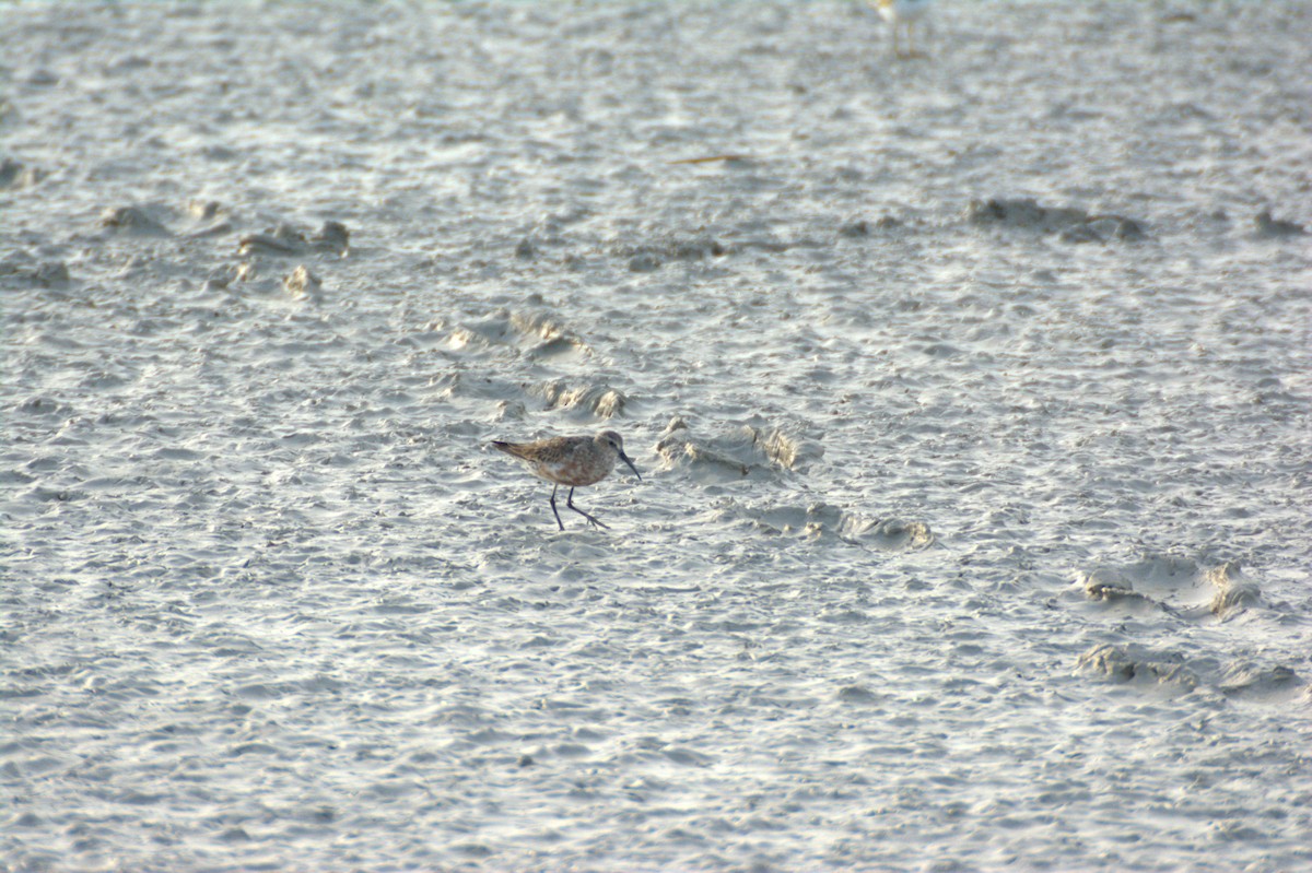 Curlew Sandpiper - ML639818488