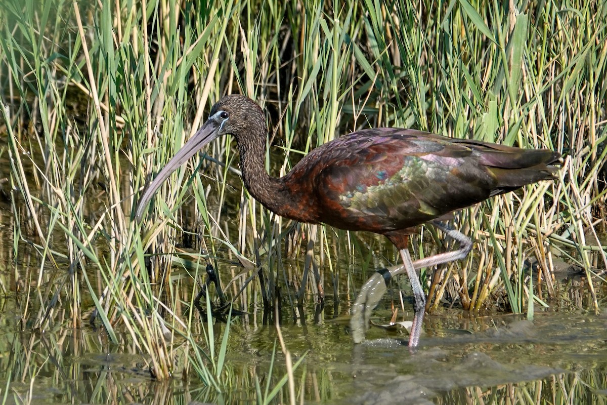 Glossy Ibis - ML639818505
