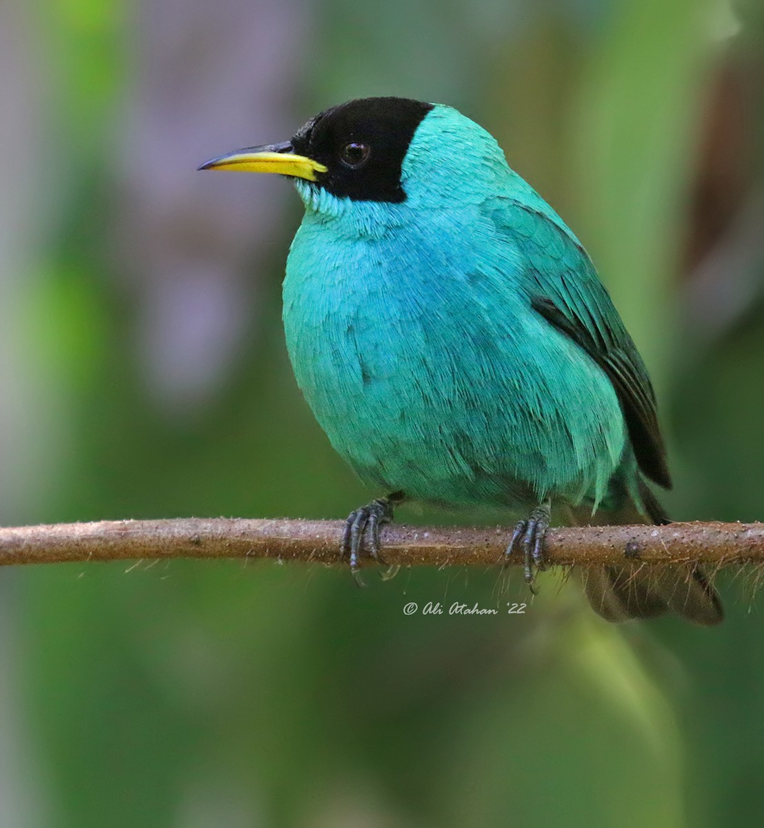 Green Honeycreeper - ML639818568