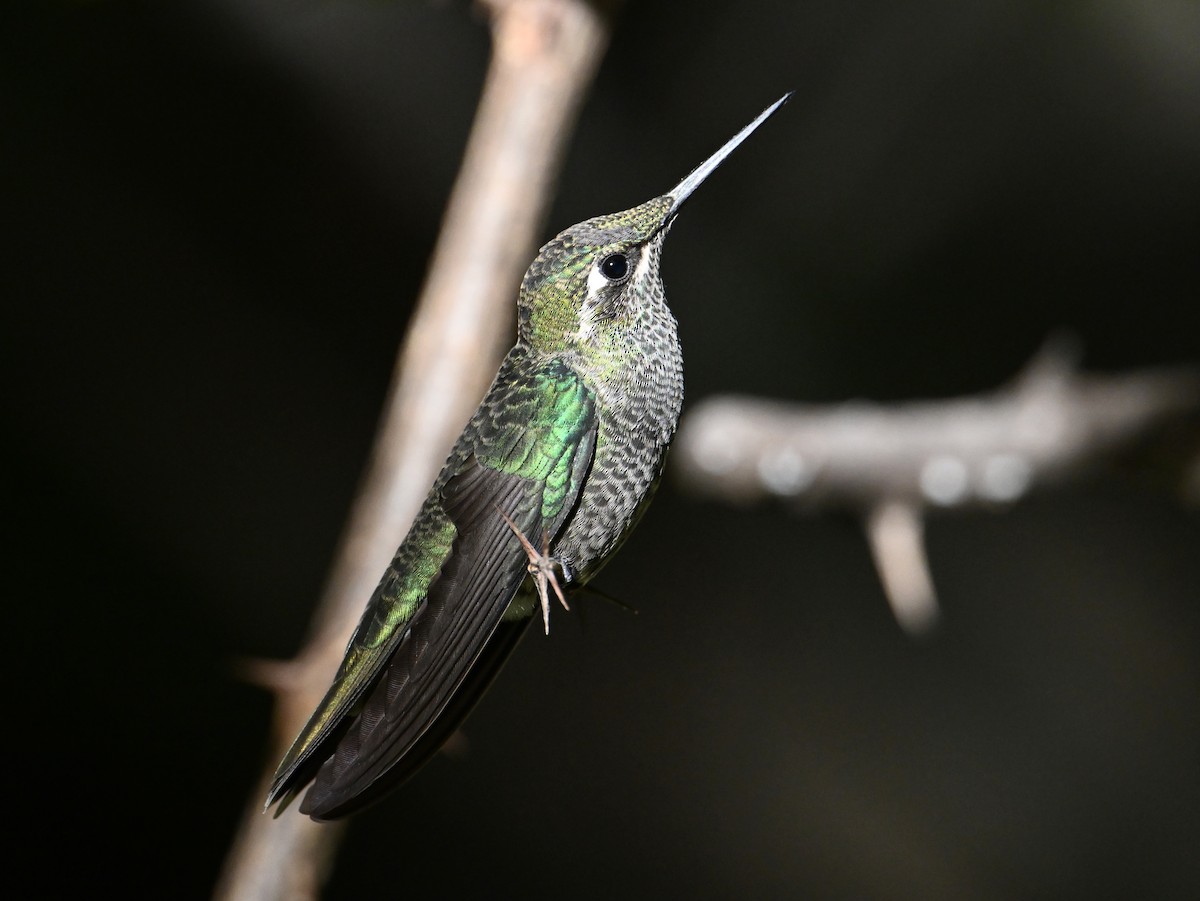 Rivoli's Hummingbird - ML639818591