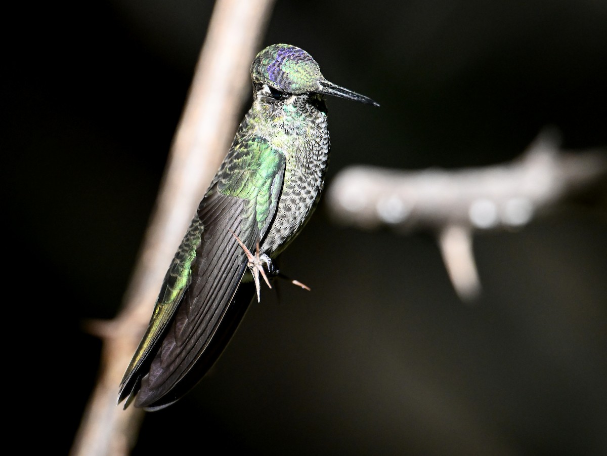 Rivoli's Hummingbird - ML639818596