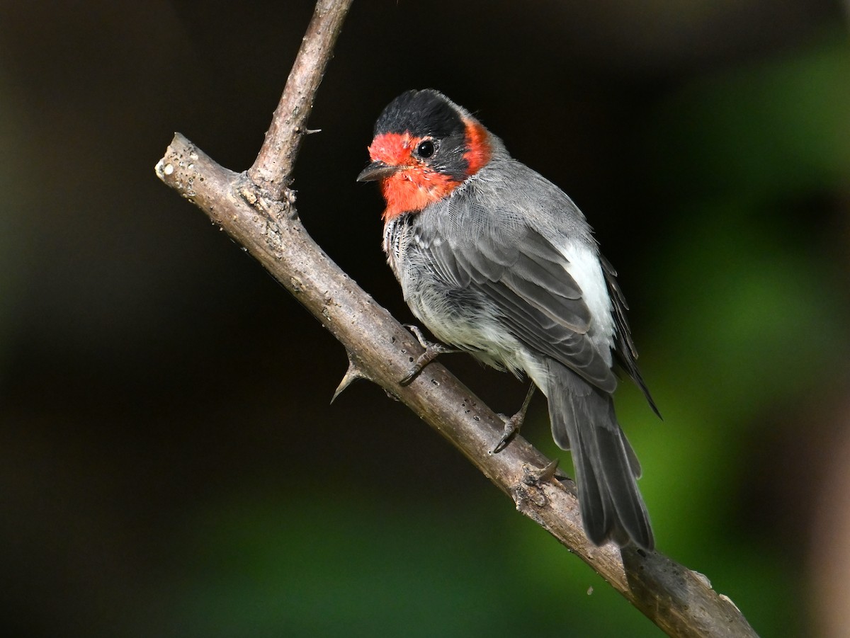Red-faced Warbler - ML639818646