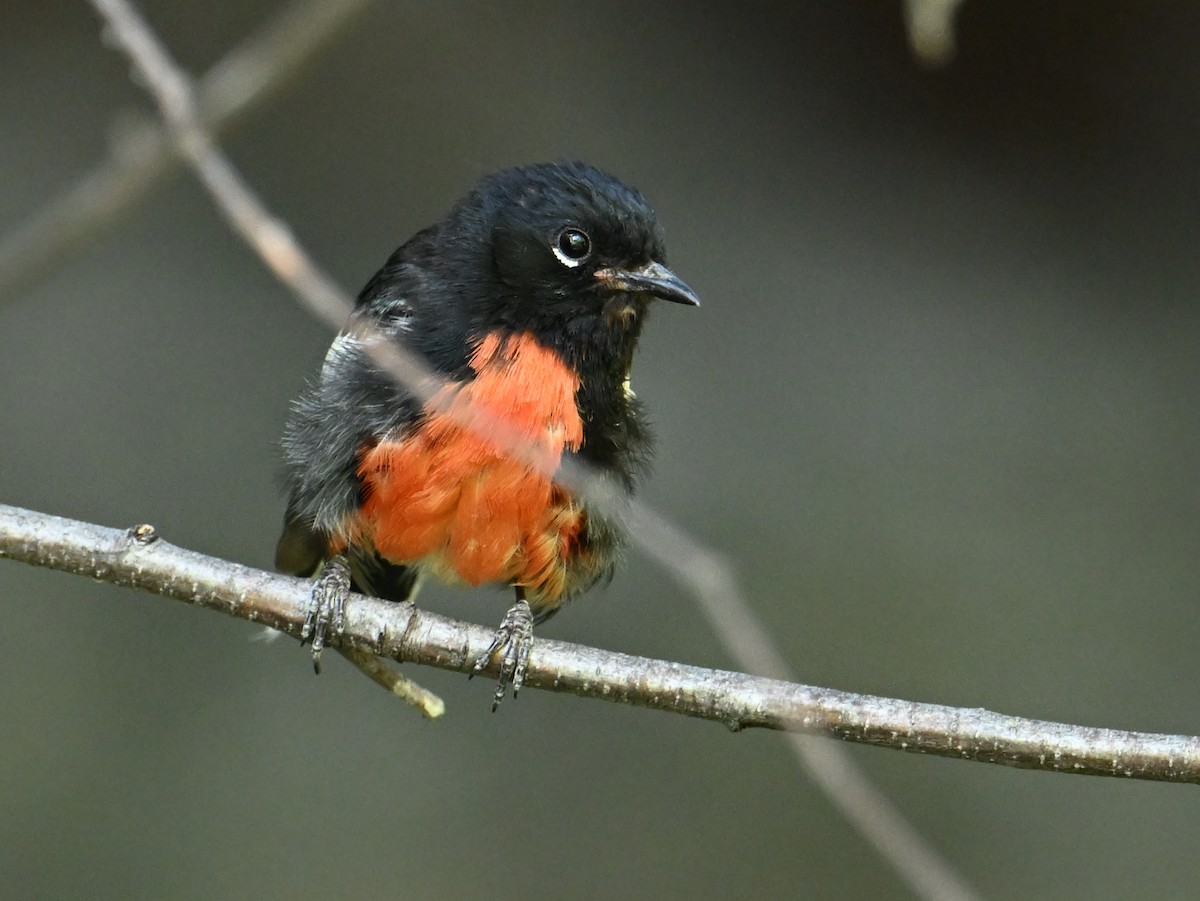 Painted Redstart - ML639818656