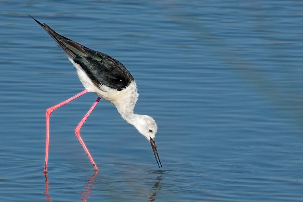 Black-winged Stilt - ML639818659