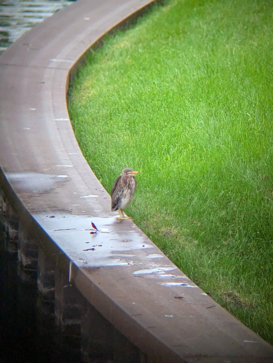Green Heron - ML639818676