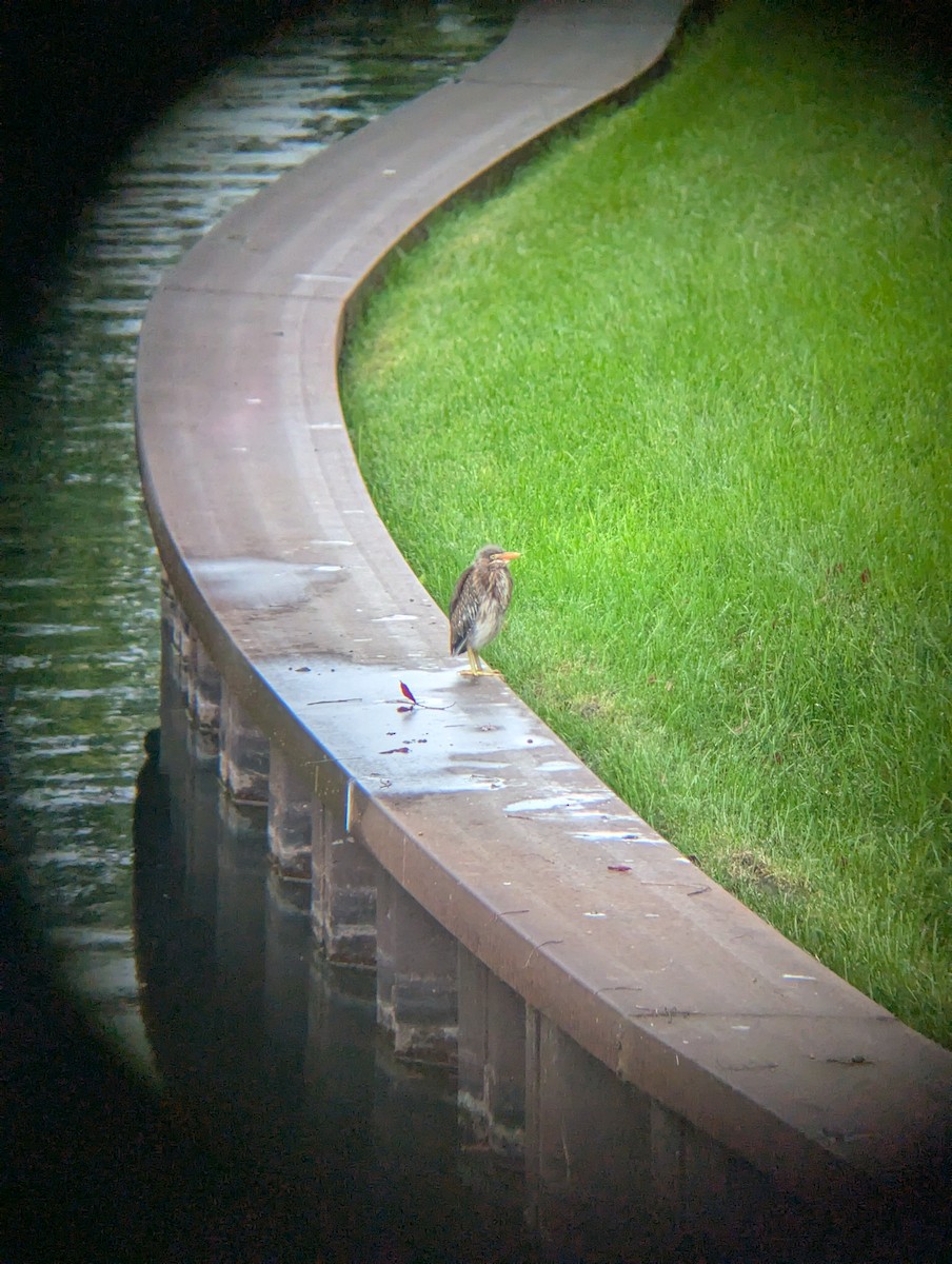 Green Heron - ML639818677