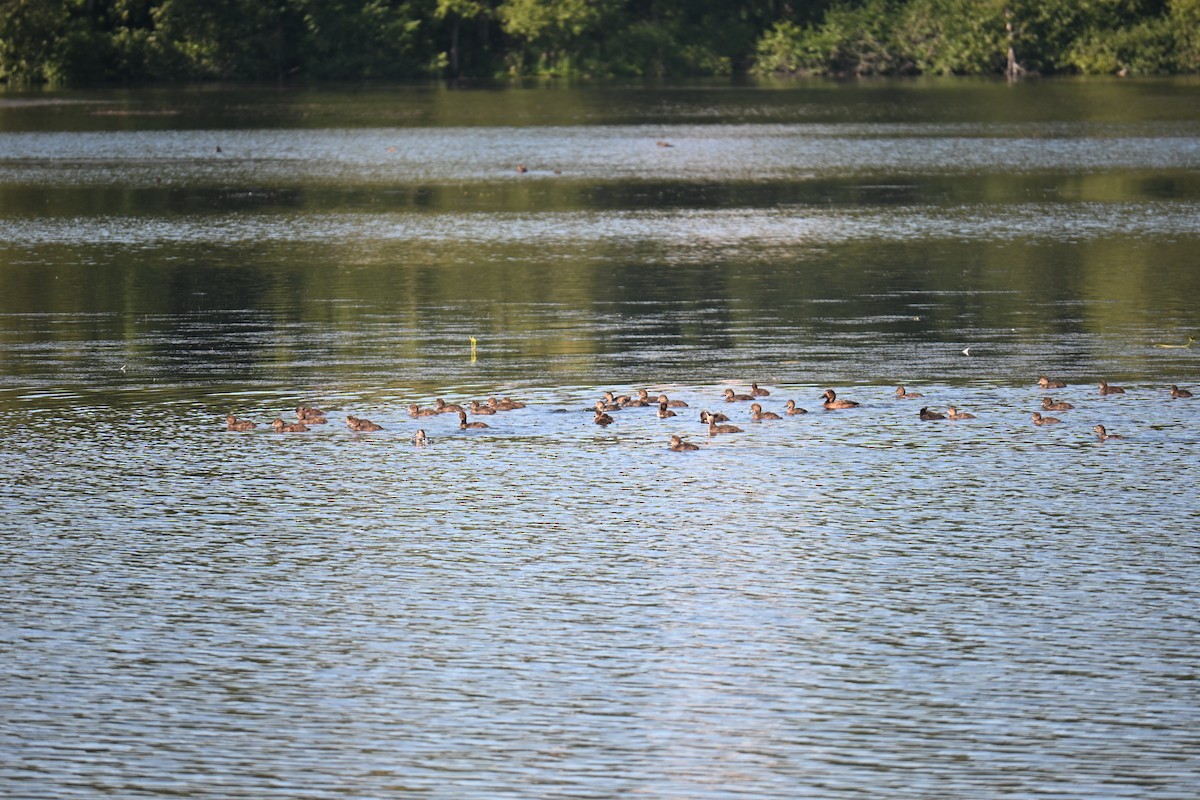 Greater/Lesser Scaup - ML639818707
