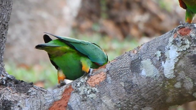 amazónek zlatolící - ML639818710