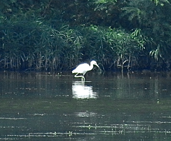 Little Blue Heron - ML639818718