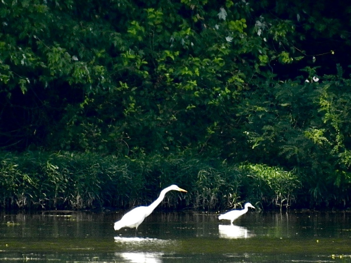 Little Blue Heron - ML639818719