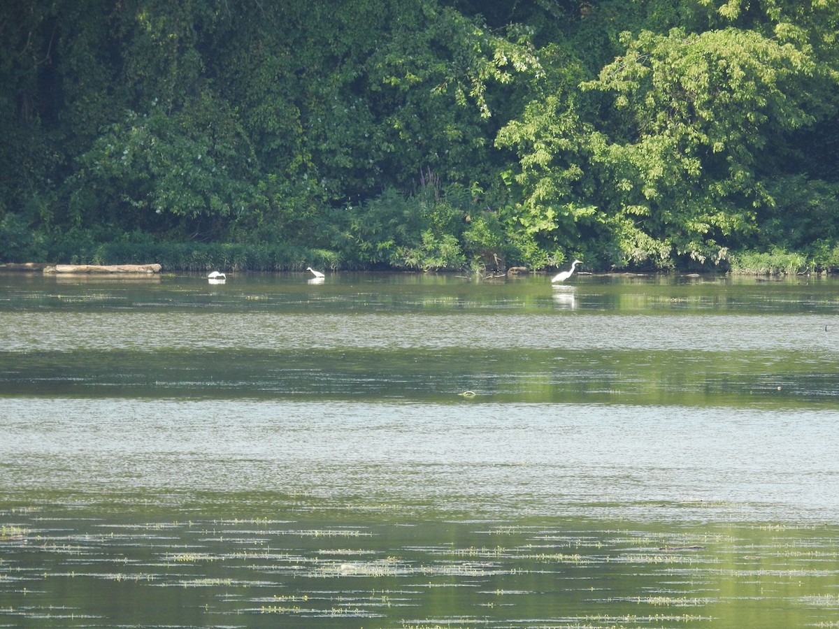 Little Blue Heron - ML639818720