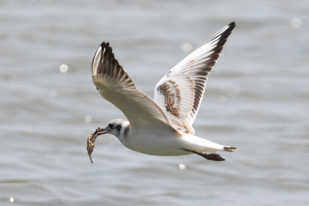 Black-headed Gull - ML639818723