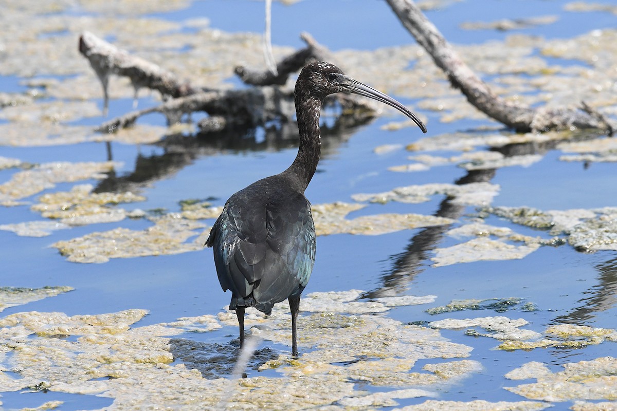 Glossy Ibis - ML639818727