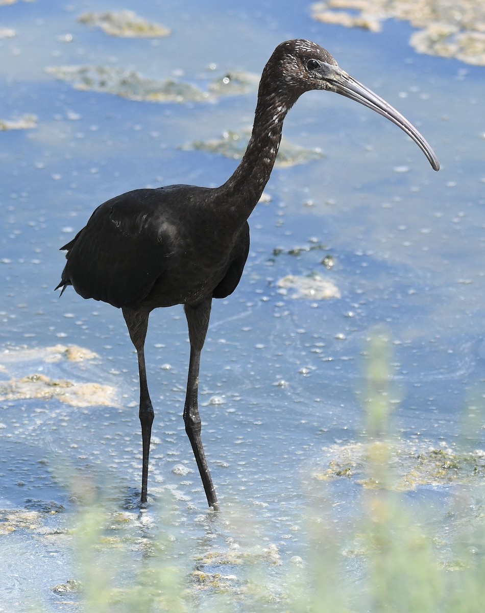 Glossy Ibis - ML639818729