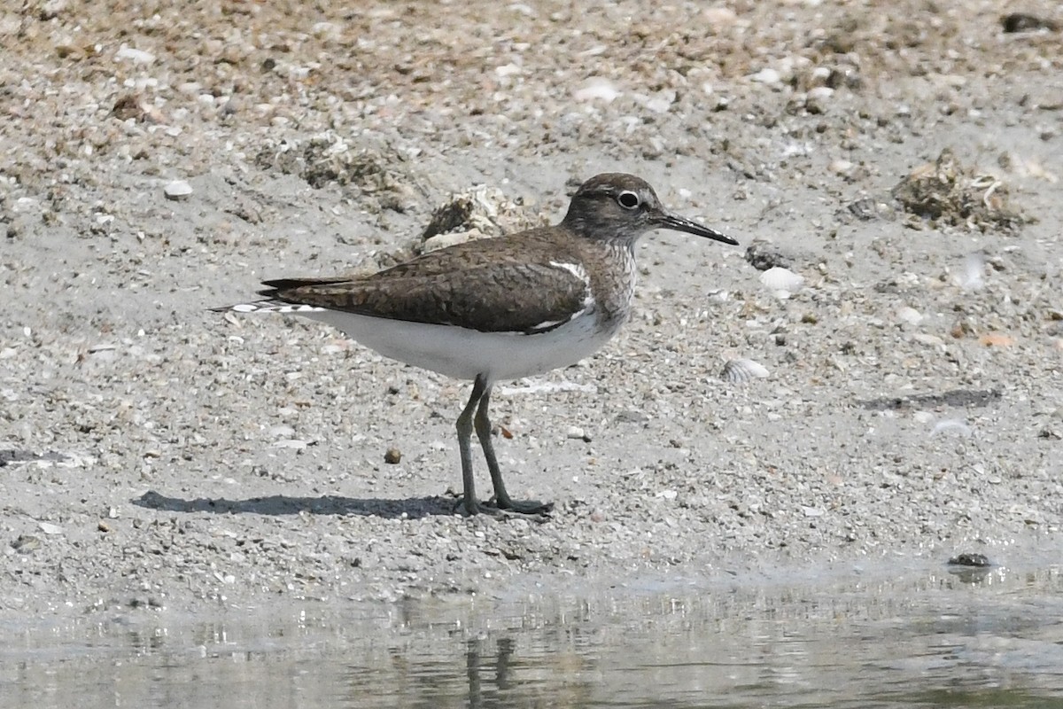 Common Sandpiper - ML639818736