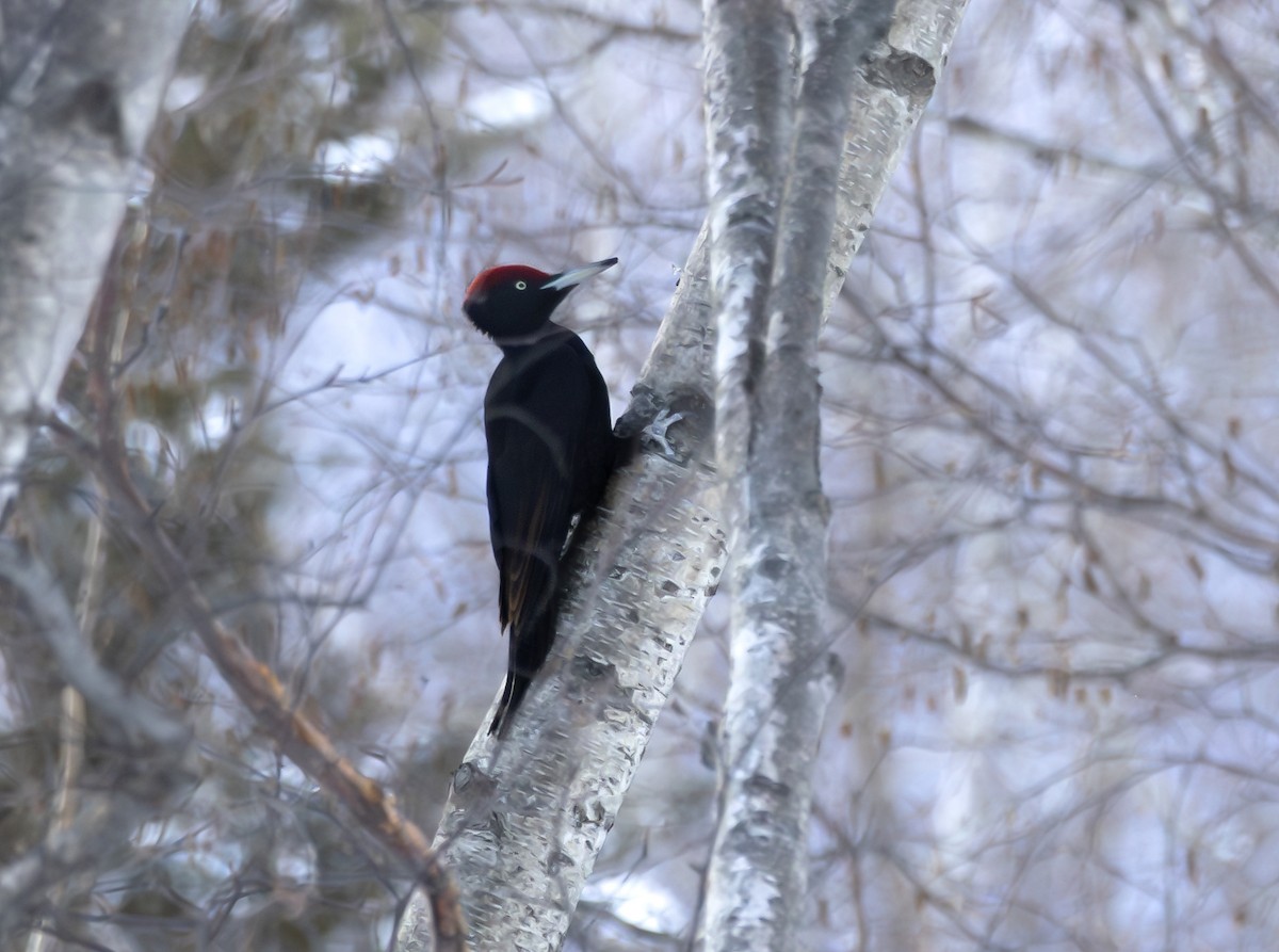 Black Woodpecker - ML639818739