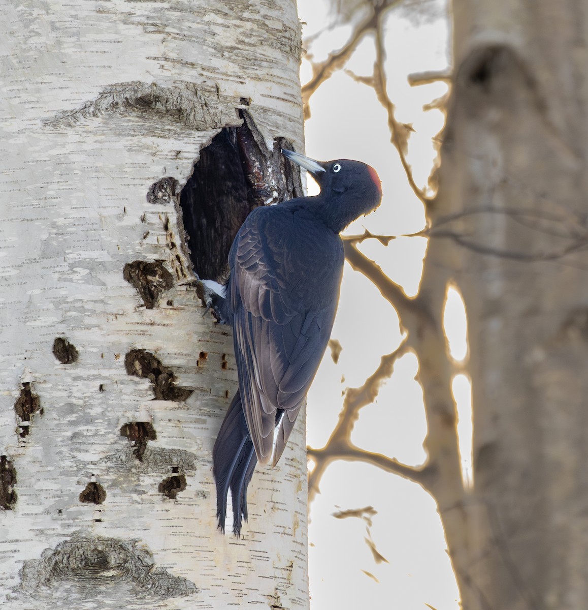 Black Woodpecker - ML639818740