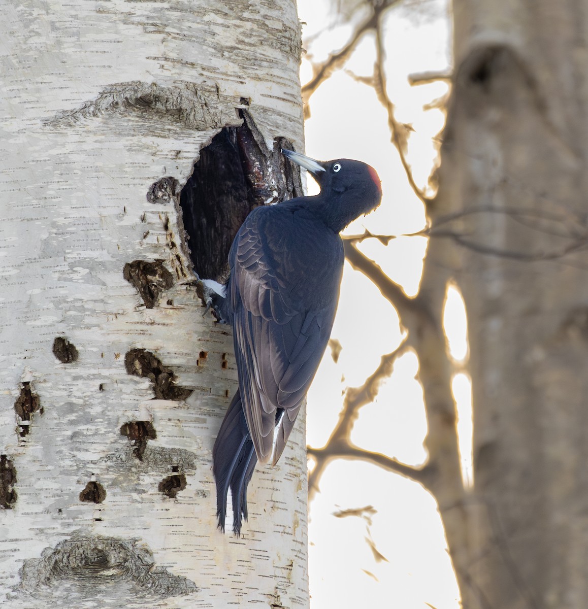 Black Woodpecker - ML639818741