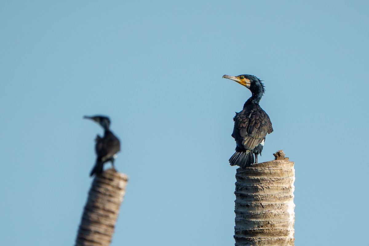 Cormorano - ML639818743