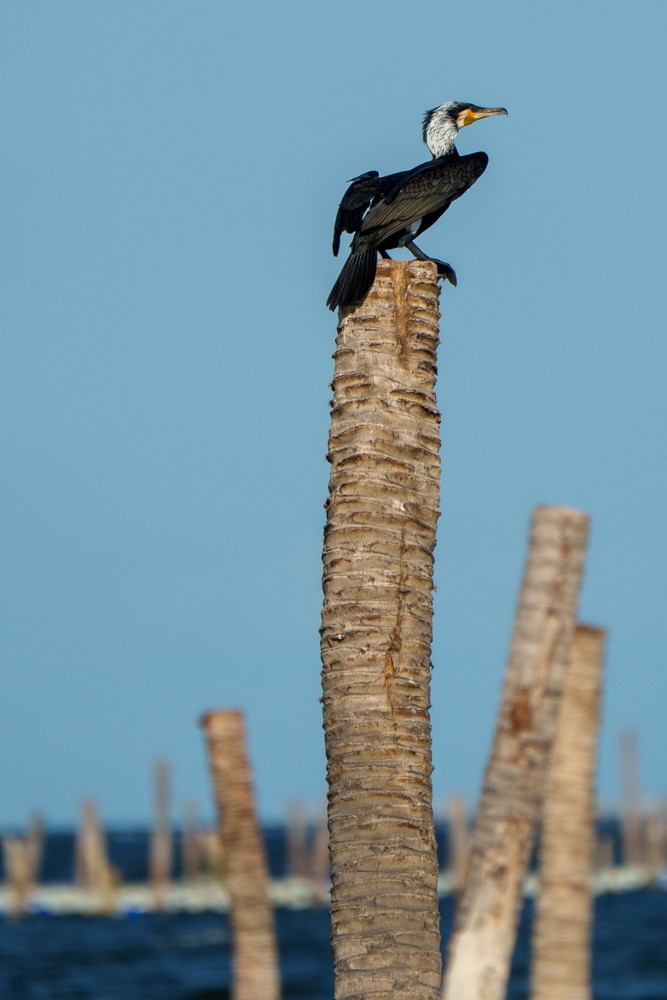 Cormorano - ML639818744