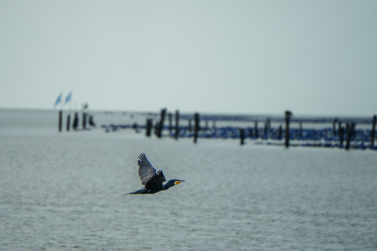 Cormorano - ML639818745