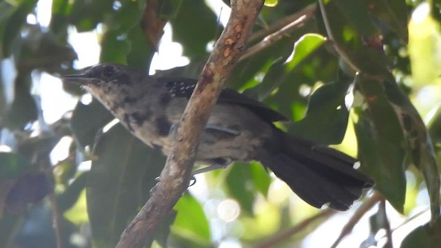 Mato Grosso Antbird - ML639818785