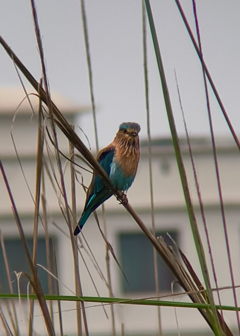 Indian Roller - ML639818835