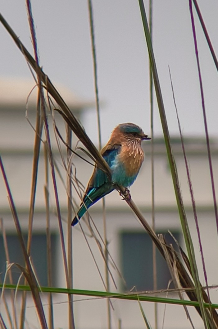 Indian Roller - ML639818836