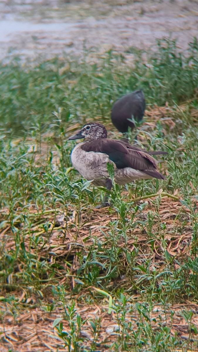 Knob-billed Duck - ML639818870
