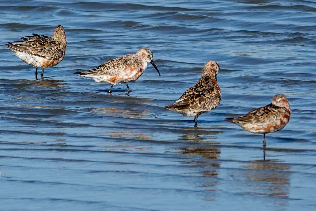 Curlew Sandpiper - ML639818966