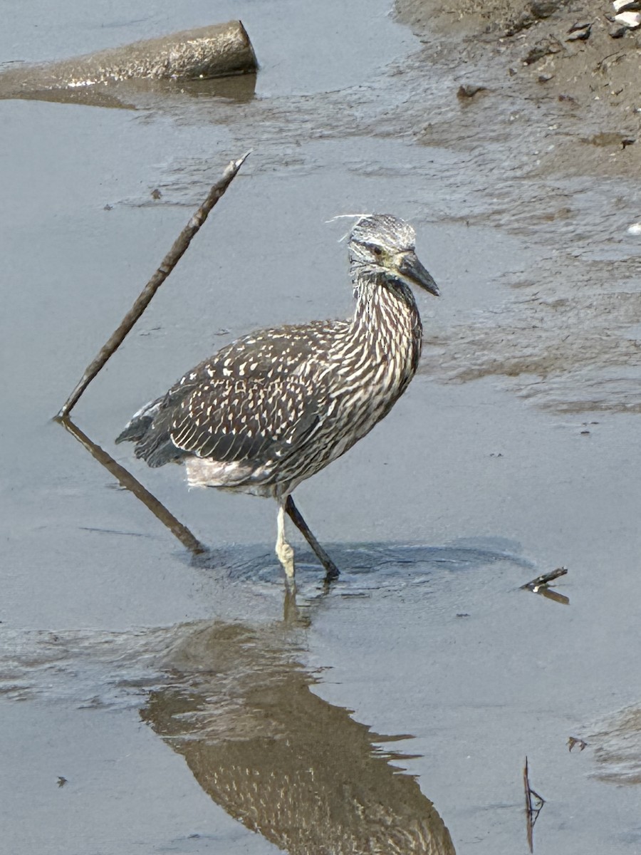 Yellow-crowned Night Heron - ML639818981