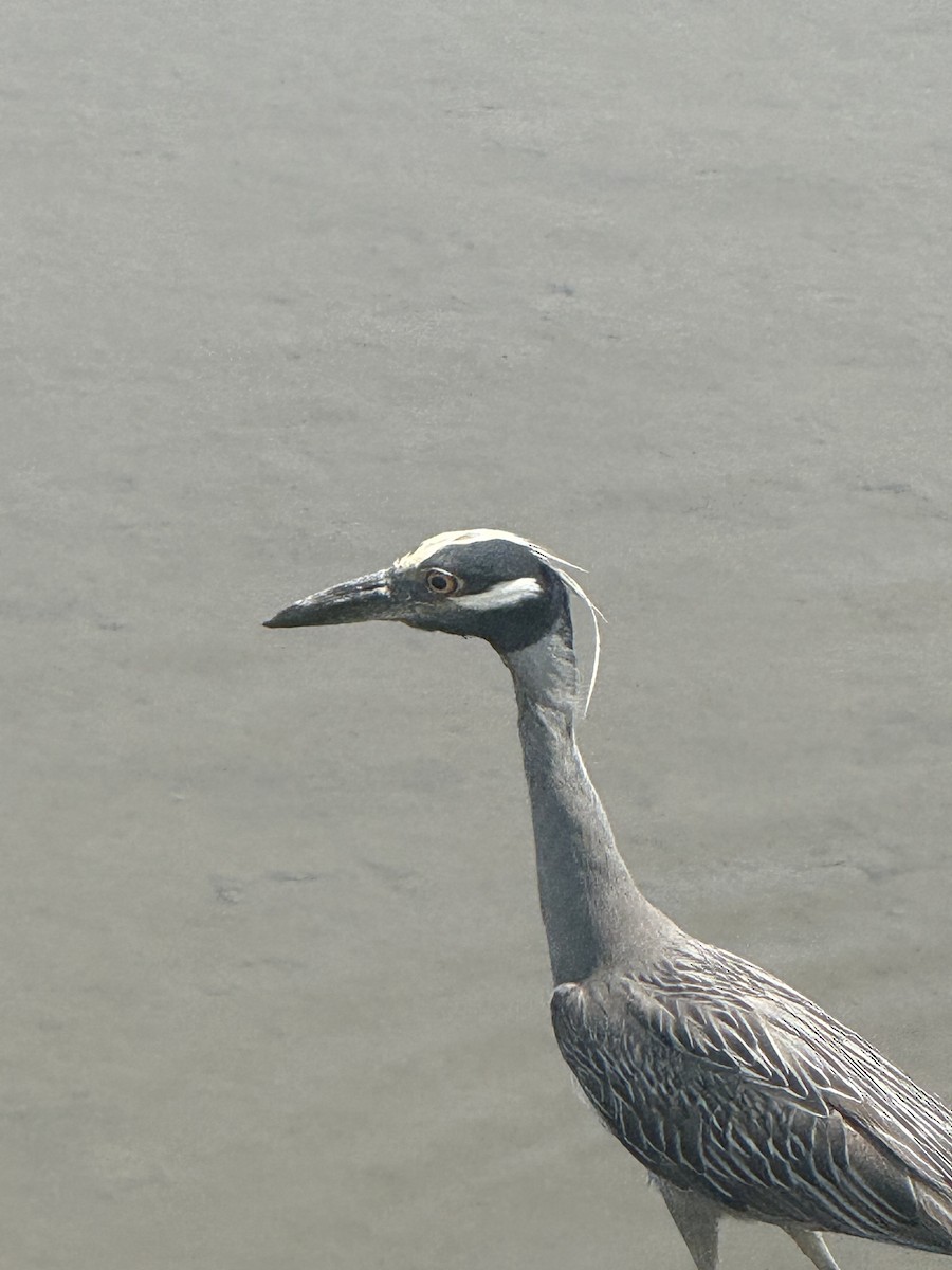 Yellow-crowned Night Heron - ML639818982