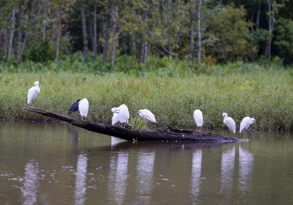 Little Blue Heron - ML639819018