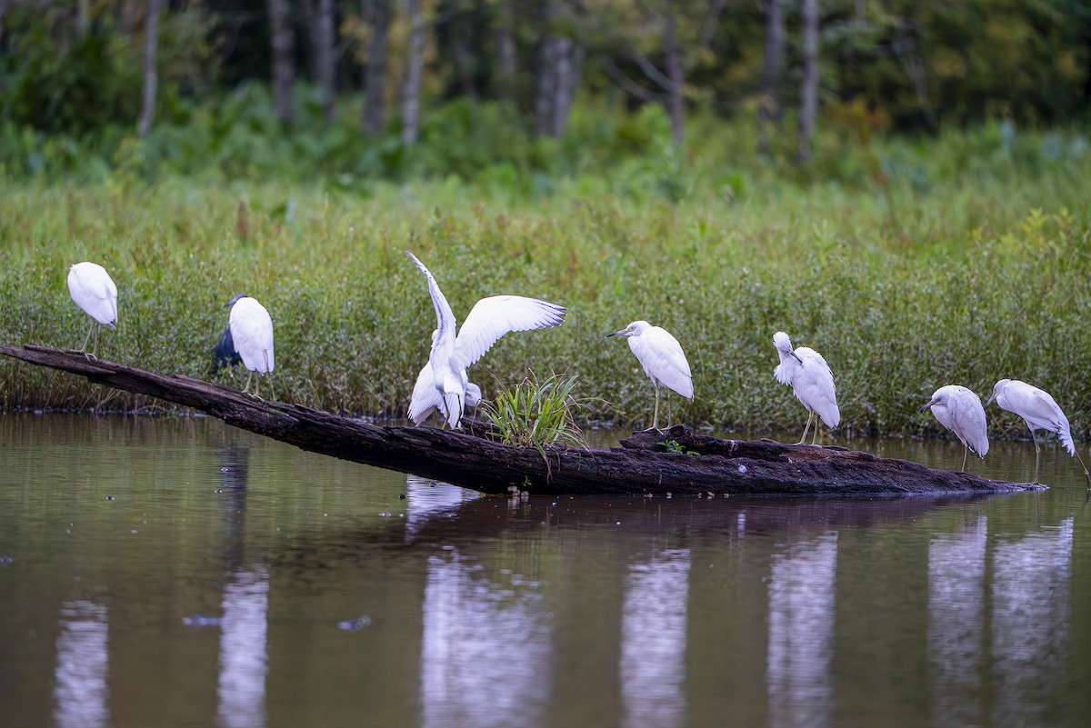 Little Blue Heron - ML639819022