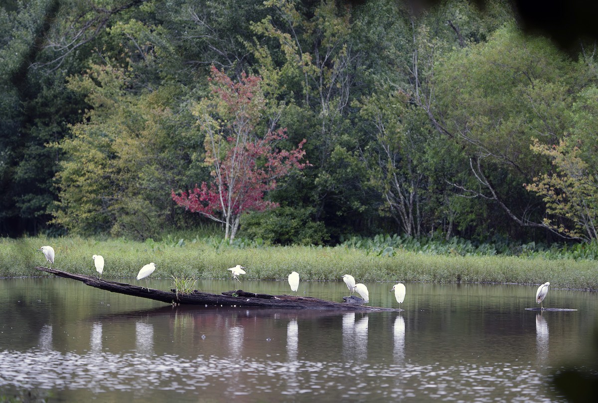Little Blue Heron - ML639819026